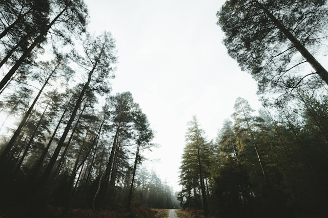 Tiny Forests für Dinslaken